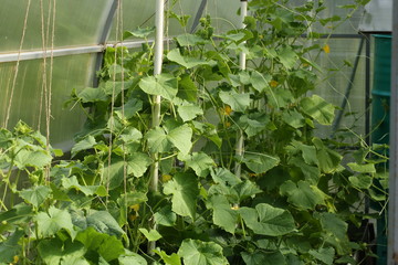 greenhouse cucumbers eco farm products
