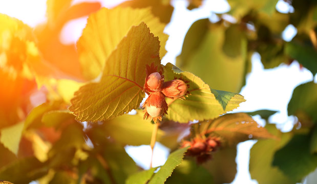 Hazelnut Bush Forest