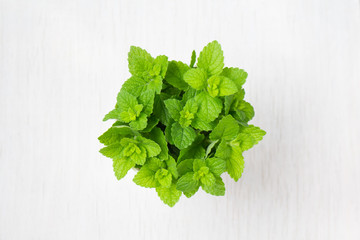 bunch of mint isolated on white wooden background, top view.