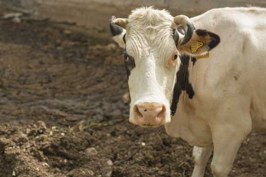 White Cow in farm