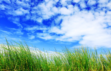 Obraz premium High grass and blue sky with white clouds
