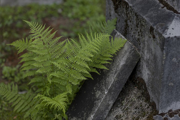 New York Fern in a cemetery in Goshen, Vermont. © NorthEastPhotog