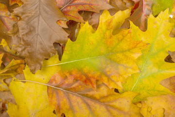 background of autumn leaves