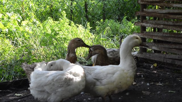 White domestic geese clean feathers