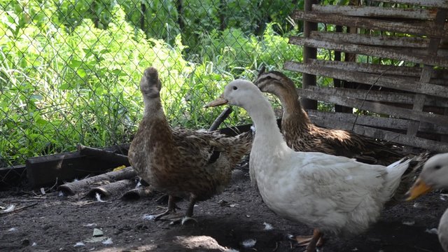 Small group of white domestic geese in a farm