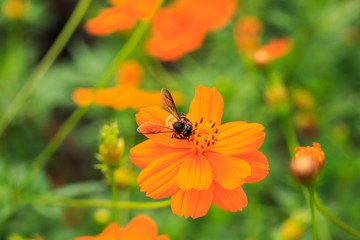 Orange Cosmos, scientific is Cosmos spp.