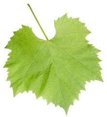 grape leaf