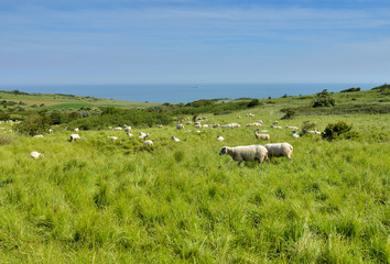 moutons du cap blanc nez