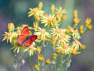 Red butterfly with dark edges on yellow wildflowers
