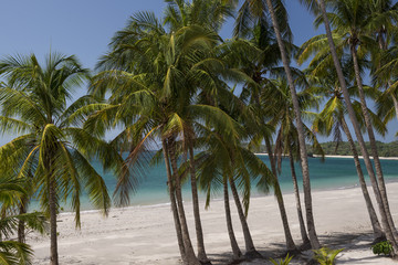 Obraz na płótnie Canvas Palm trees on tropical beach under blue sky, Pearl island archipelago, Panama, Central America