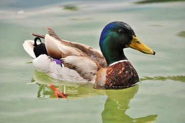 Canard colvert