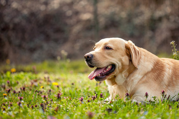 Labrador resting on the beautifull grass with flowers
