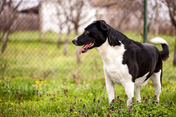 Mixed breed black and white dog