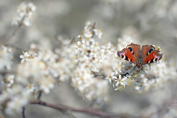 Butterfly on blossom