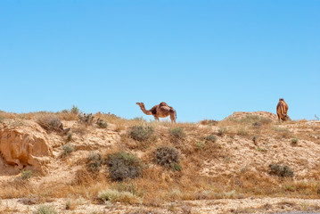 Arabian Camels.