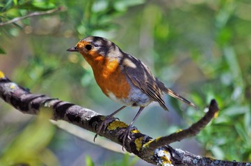  Rouge-gorge familier (Erithacus rubecula)
