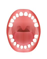 Primary teeth - children´s mouth model with upper and lower jaw and its twenty temporary teeth - three-dimensional vector illustration on white background.