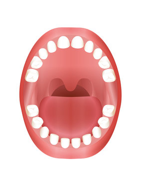 Primary teeth - children´s mouth model with upper and lower jaw and its twenty temporary teeth - three-dimensional vector illustration on white background.