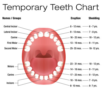Temporary teeth - names, groups, period of eruption and shedding of the children´s teeth - three-dimensional vector illustration on white background.