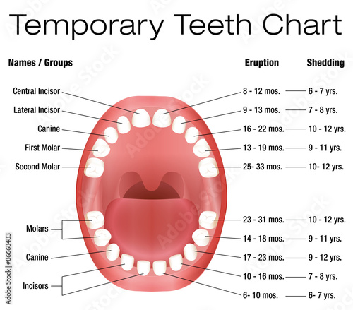 Diagram Of Human Teeth Numbering Charts