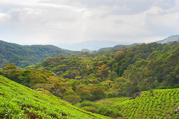 Obraz premium Tea plantation, Sri Lanka