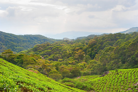 Tea plantation, Sri Lanka