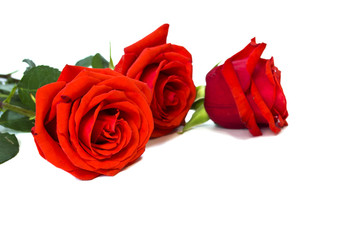 red roses on a white background