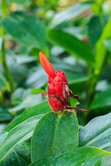 Cheilocostus Speciosus Flower.