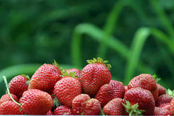 Клубничный урожай 4