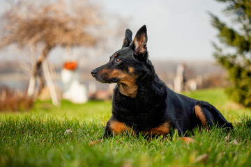 Doberman/Shepard mix relaxing on the grass
