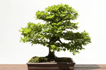 Poster Bonsaï Hêtre européen ou commun (Fagus sylvatica) bonsaï sur une table en bois