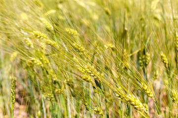 wheat ears on the field