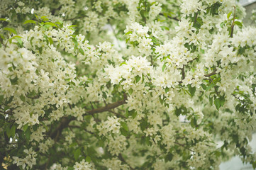 Tree brunch with white spring blossoms