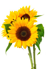 Obraz premium sunflower