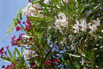 White and pink oleander tree in blossom