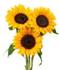 Obraz premium Sunflower