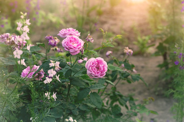 rosebush, pink flowers in a garden