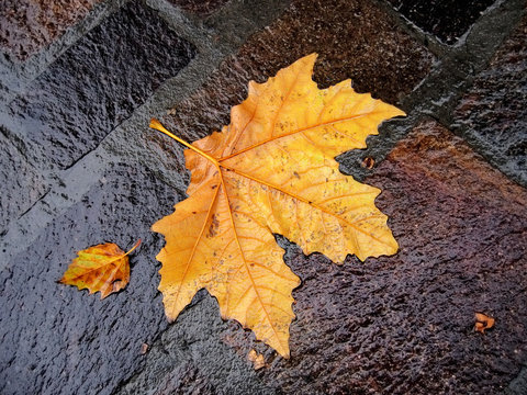 fall bright wet leaf