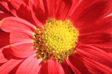 red autumn flowers