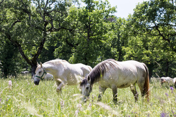 lipizzaner in nature