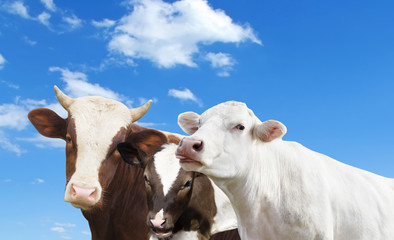 Fototapeta na wymiar cow and calf and bull