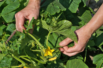 Worker hands and cucumber flower