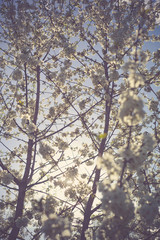 Tree brunch with white spring blossoms