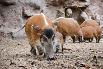 Fototapeta premium red river hog