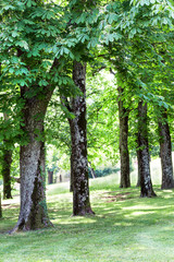 horse chestnut glade inside country park
