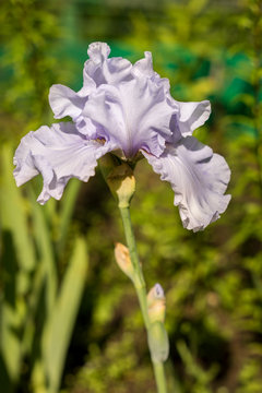 beautiful flower iris closeup