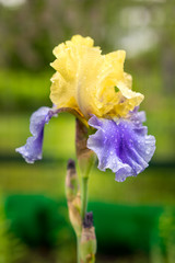 blue and yellow iris flower on a natural background