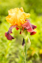 A closeup of a Sultan yellow and purple iris on a natural green background