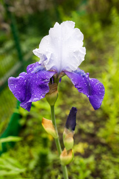 A Beautiful young new blue and white Iris growing outside during spring