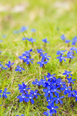 Fototapeta na wymiar Natural cushion of small alpine blue flowers